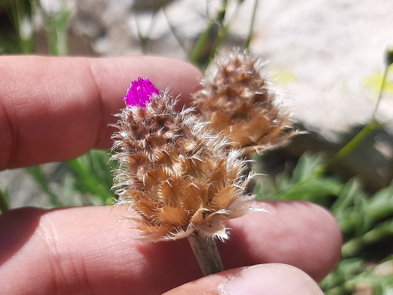 Psephellus caucasicus