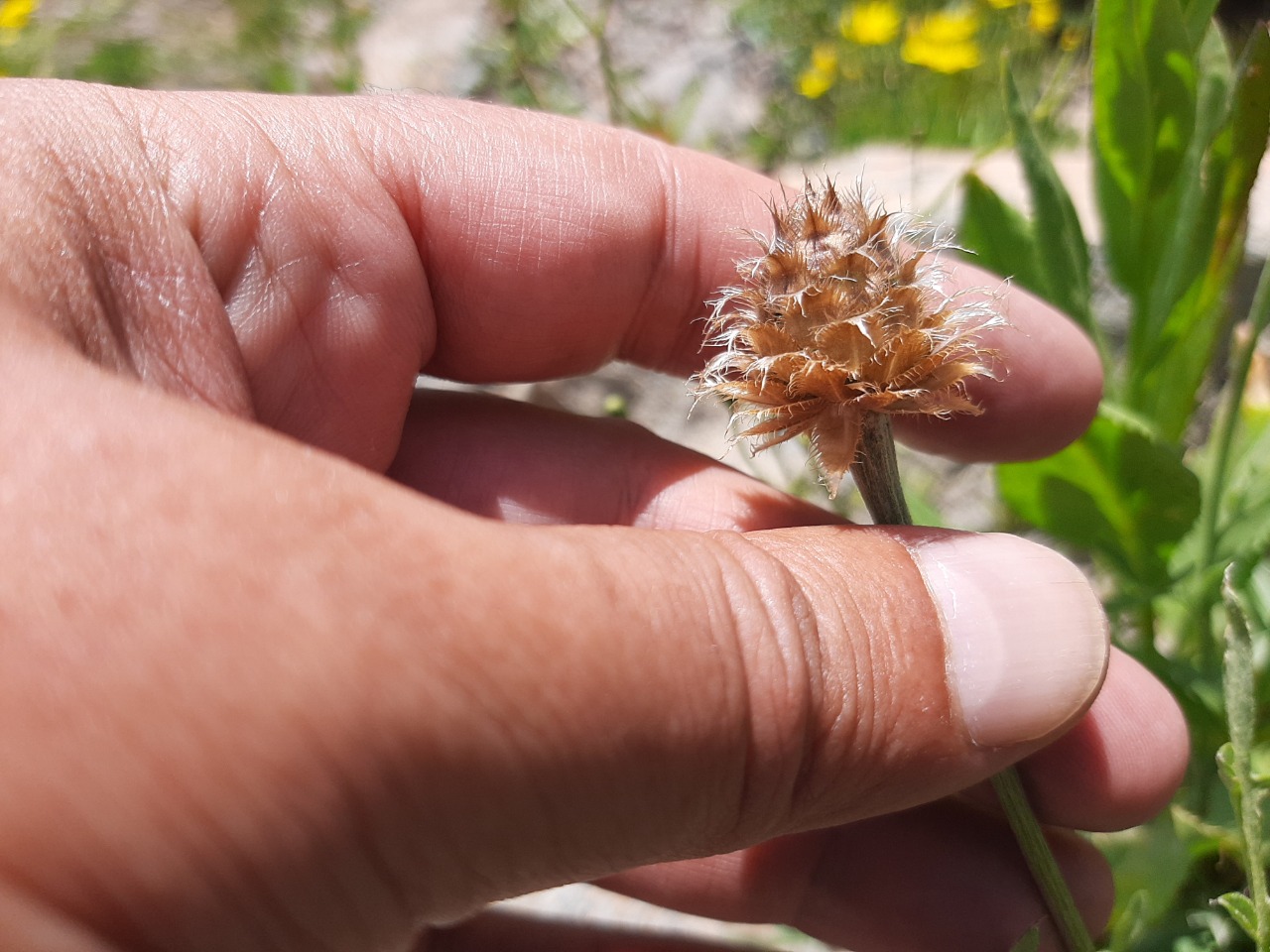 Psephellus caucasicus