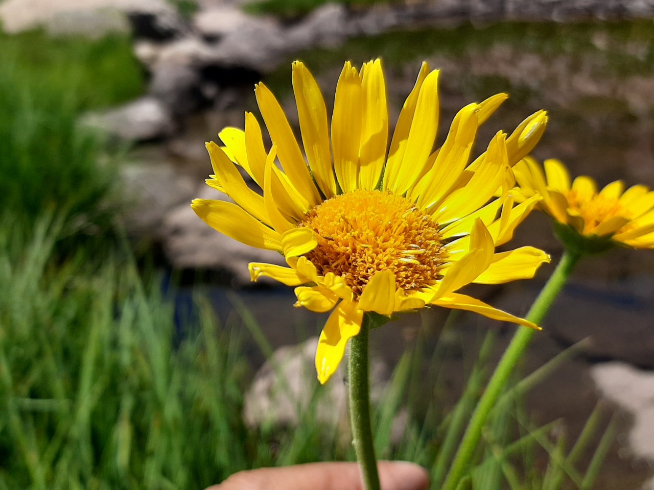 Doronicum dolichotrichum