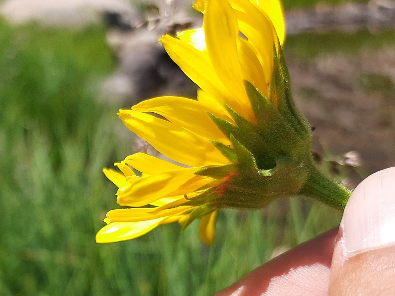Doronicum dolichotrichum