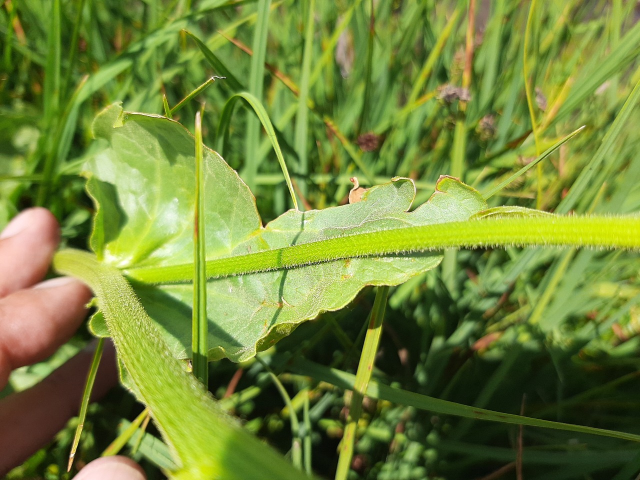 Doronicum dolichotrichum