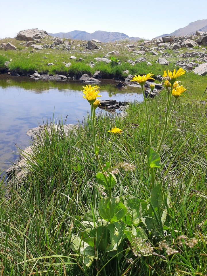 Doronicum dolichotrichum