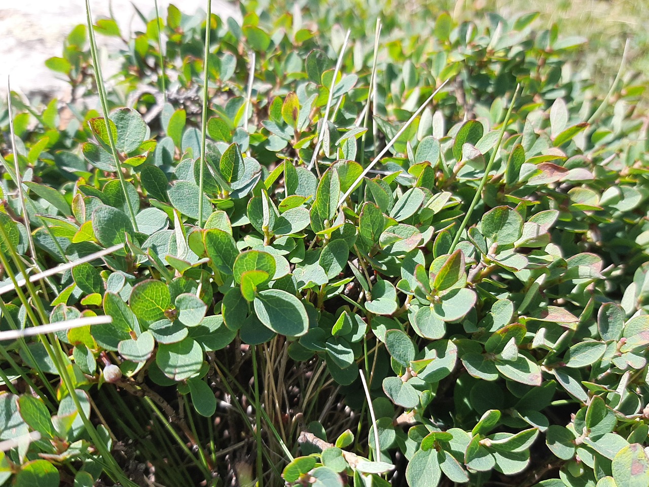 Vaccinium uliginosum