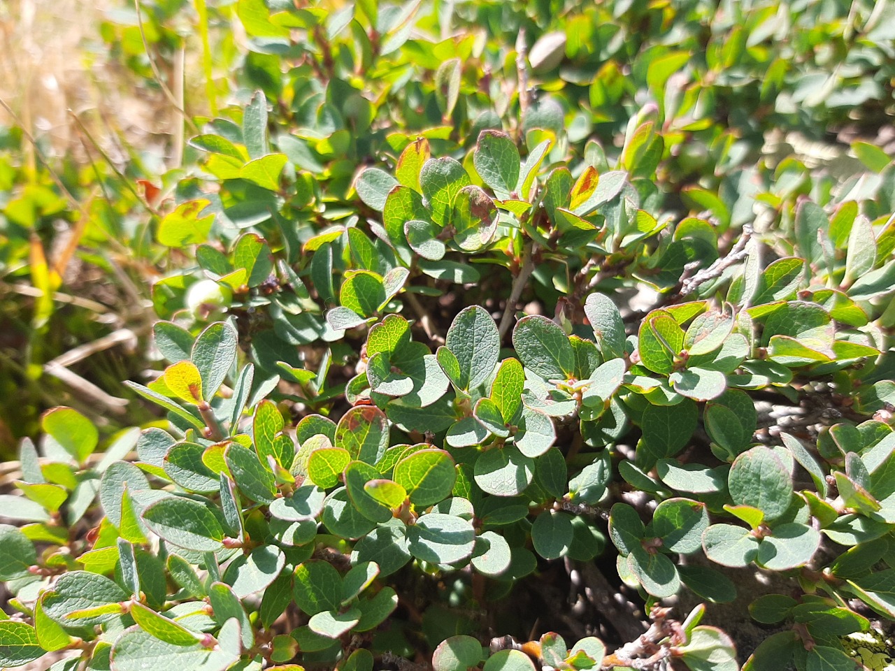 Vaccinium uliginosum