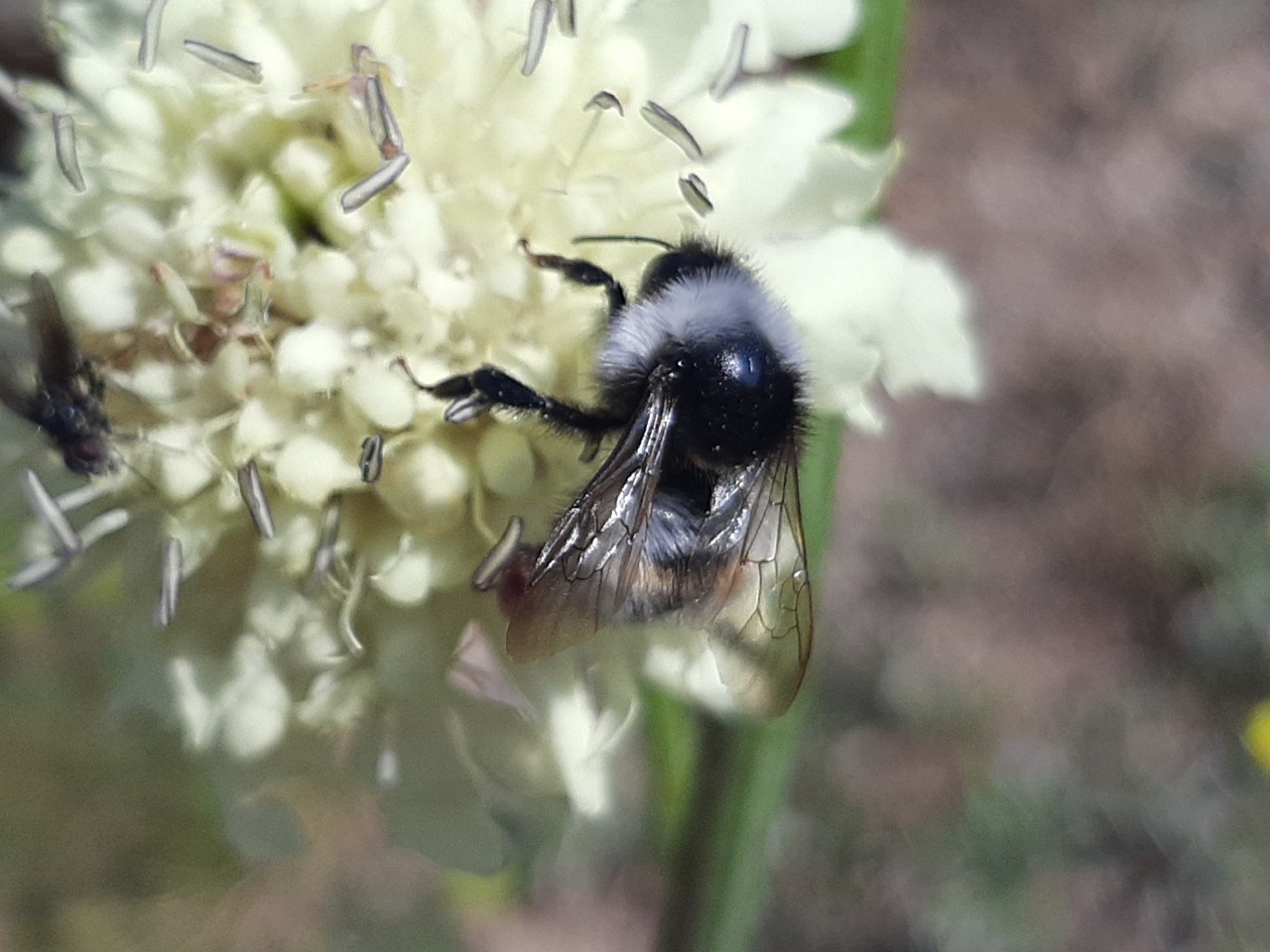 Bombus persicus