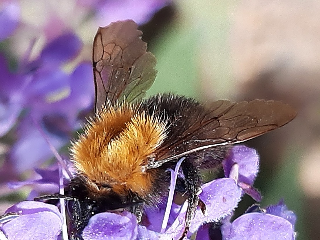 Bombus pascuorum