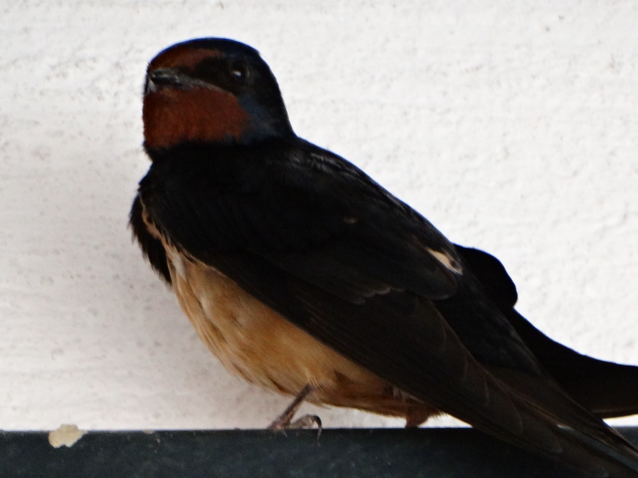 Hirundo rustica