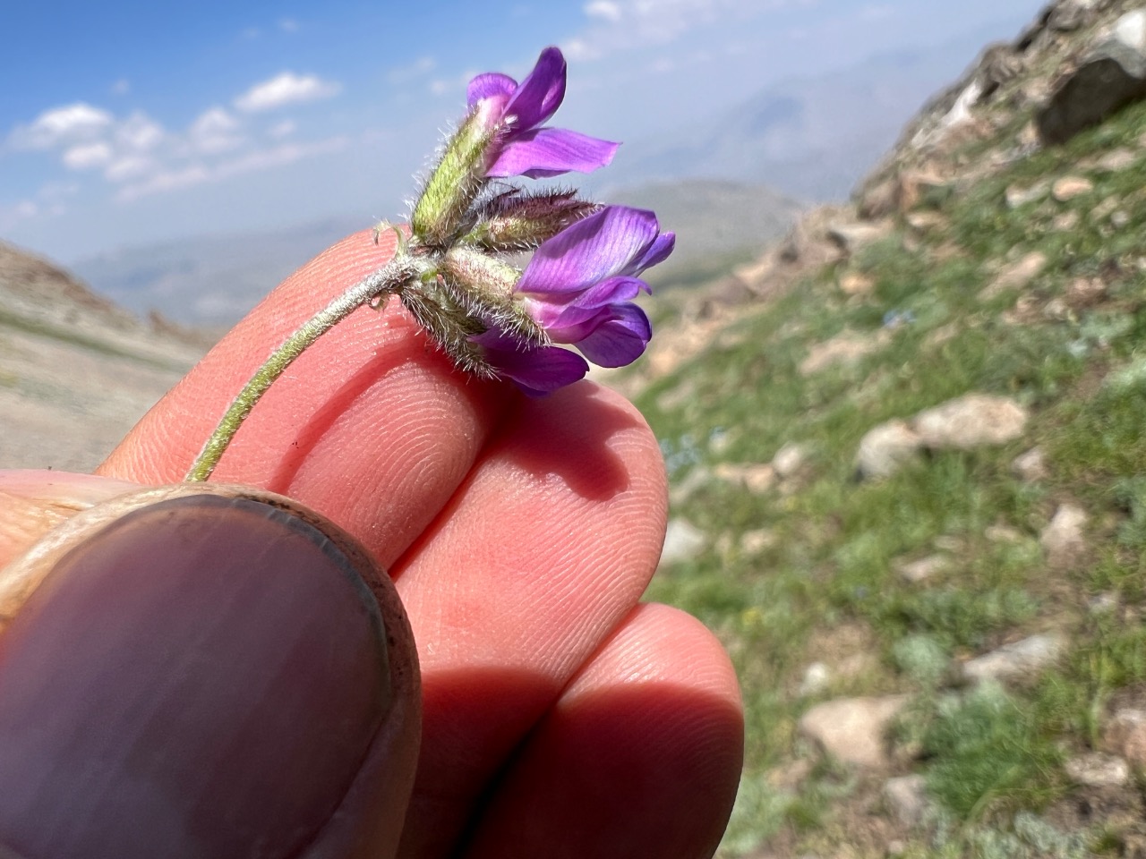 Oxytropis savellanica