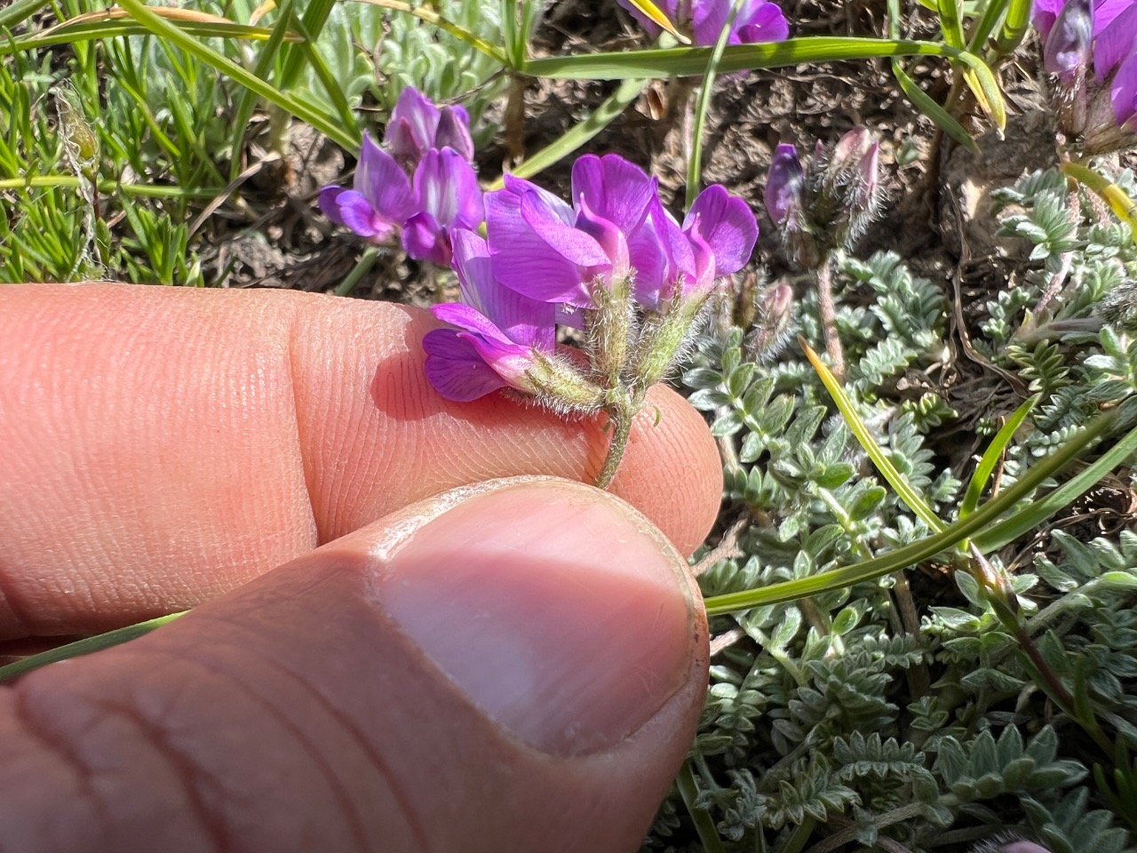 Oxytropis savellanica