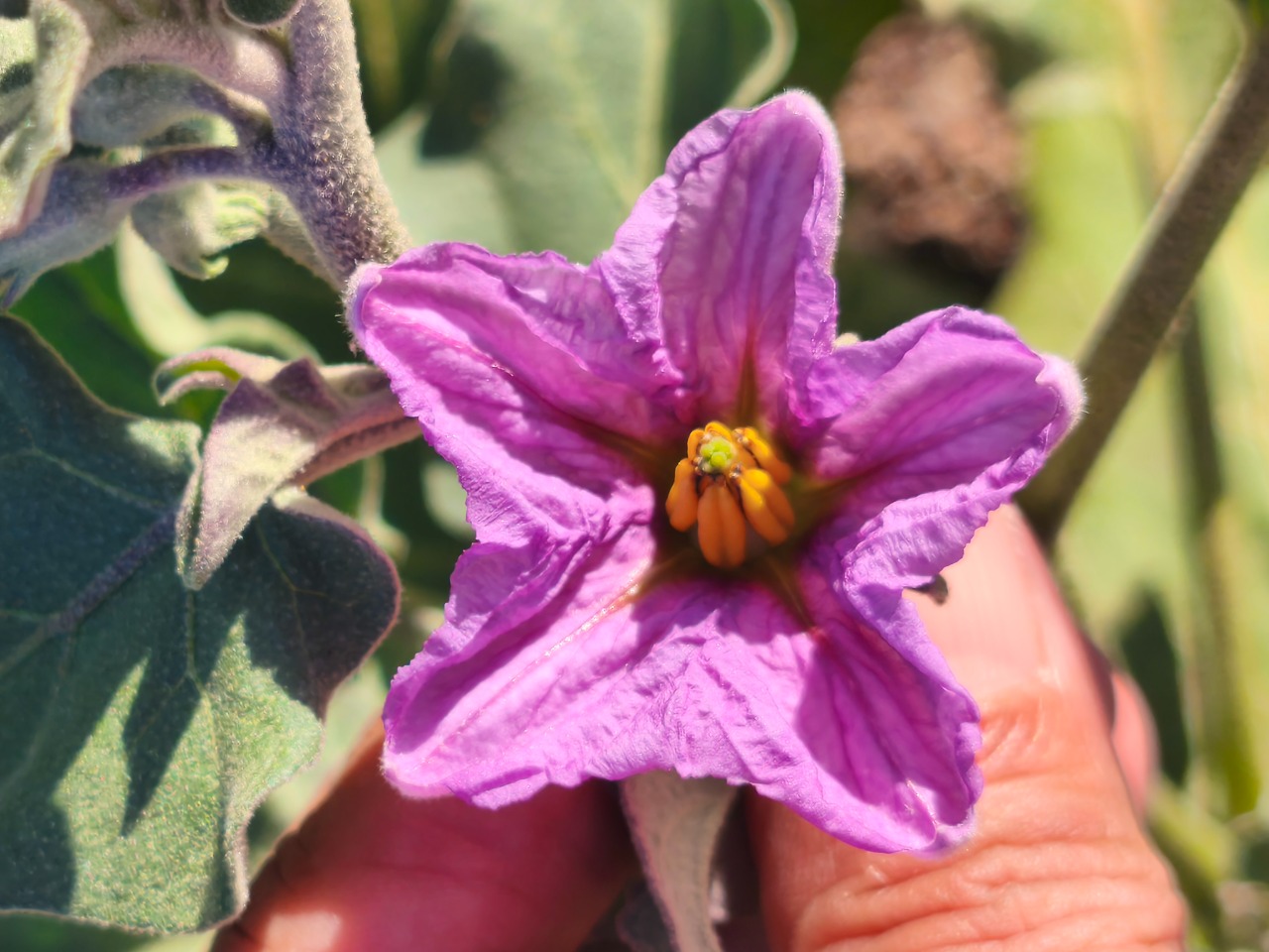 Solanum melongena