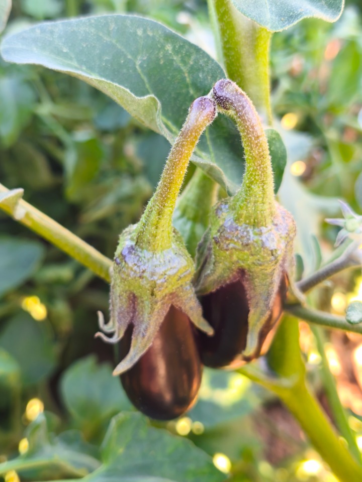 Solanum melongena