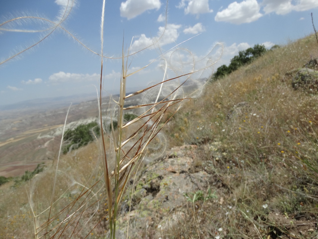 Stipa pennata