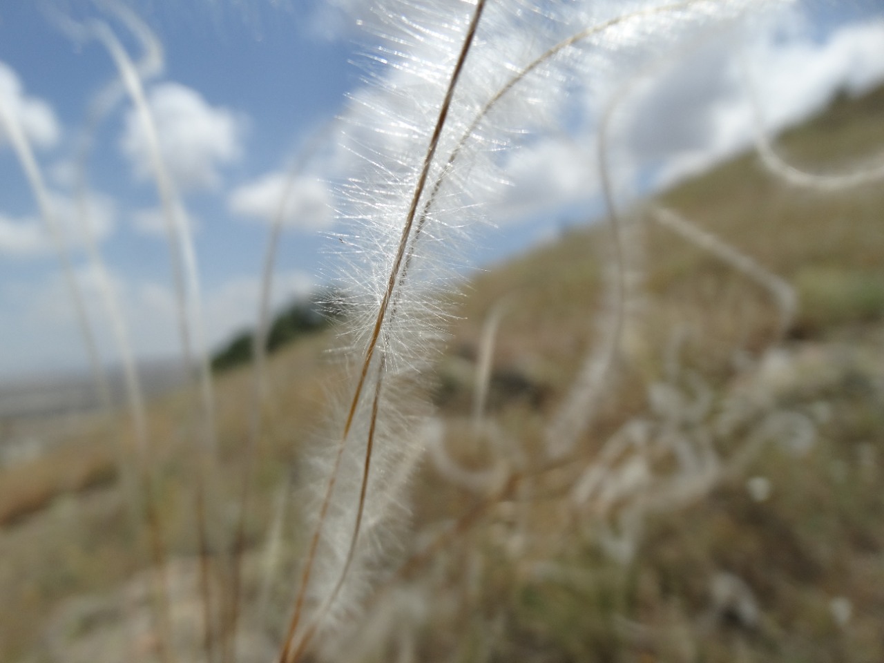 Stipa pennata