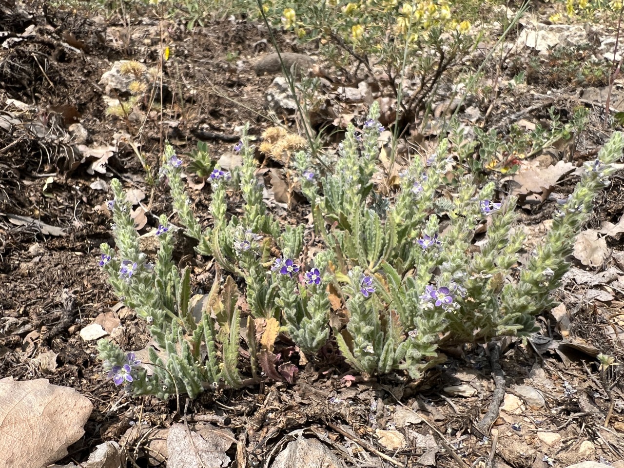 Veronica macrostachya subsp. sorgerae