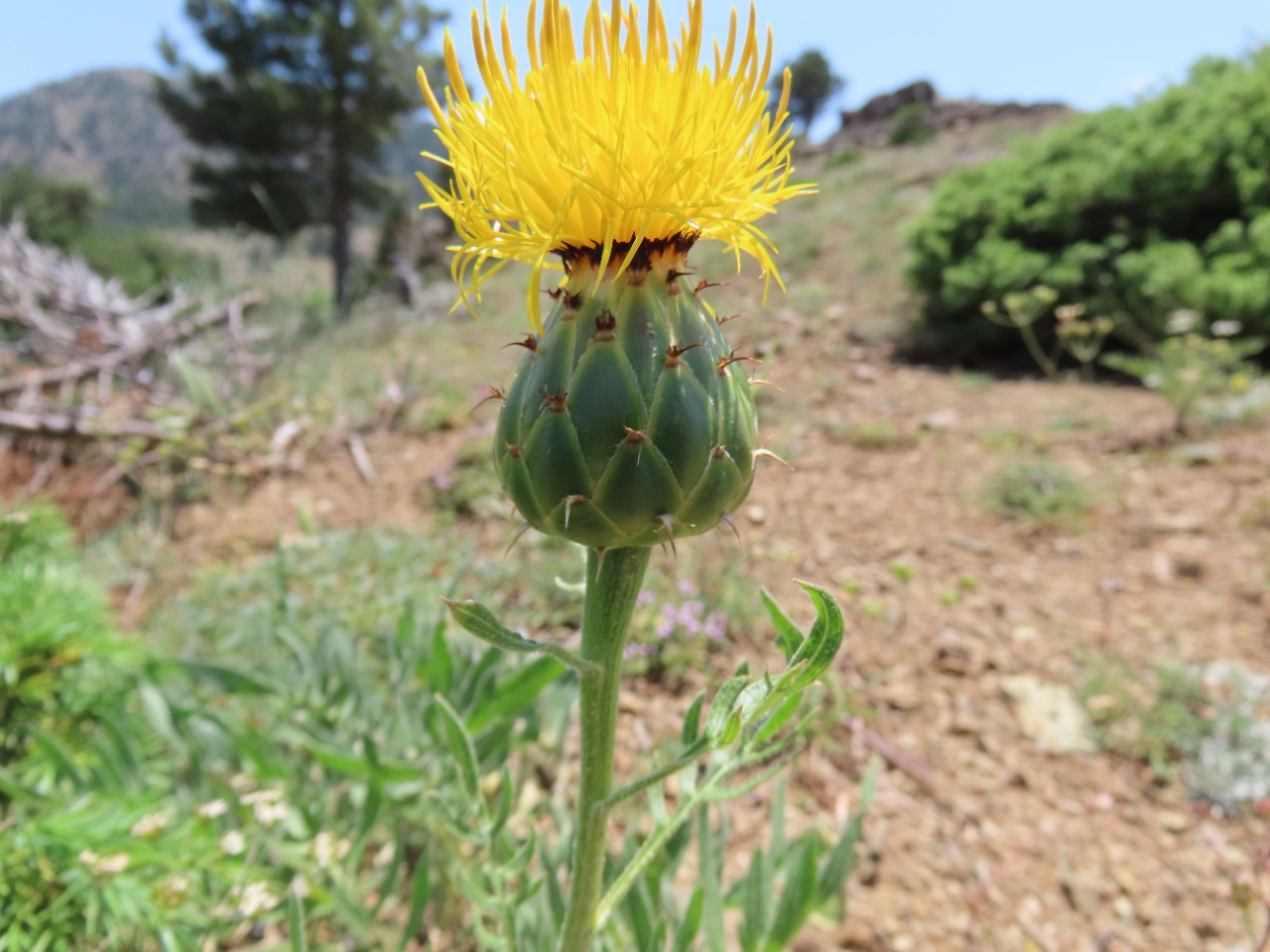 Centaurea antitauri