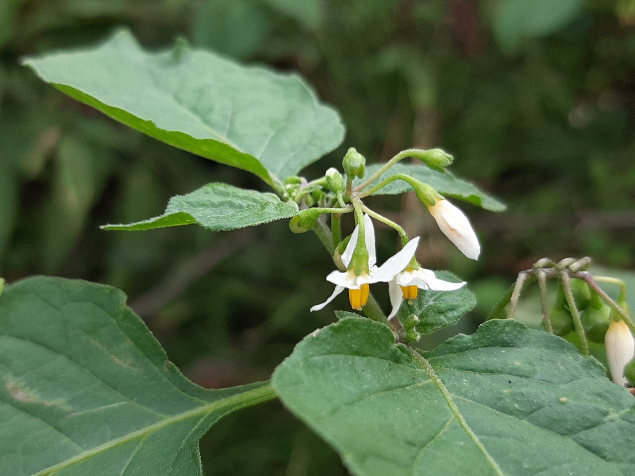 Solanum villosum