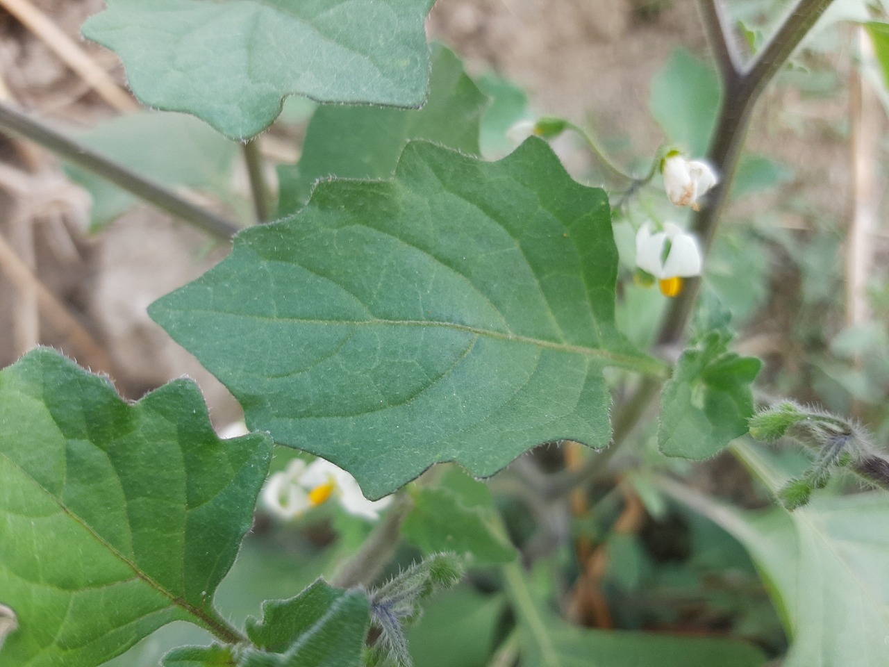 Solanum villosum