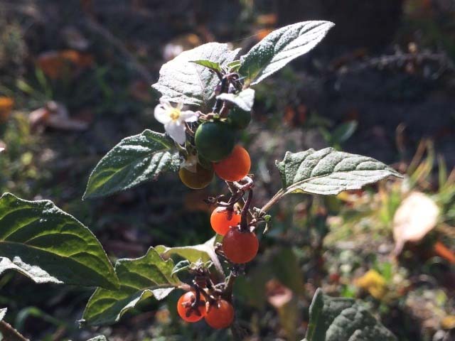 Solanum villosum