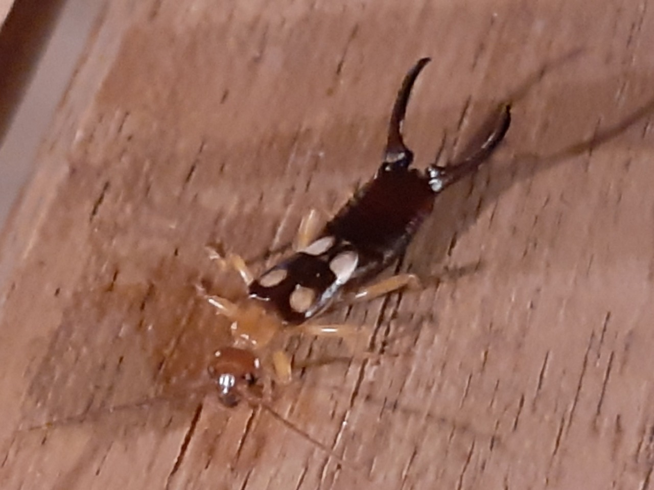 Forficula smyrnensis