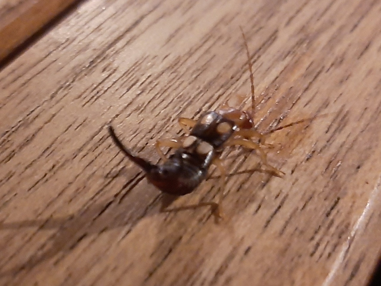 Forficula smyrnensis