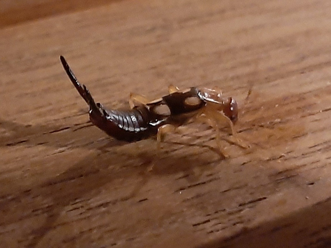 Forficula smyrnensis