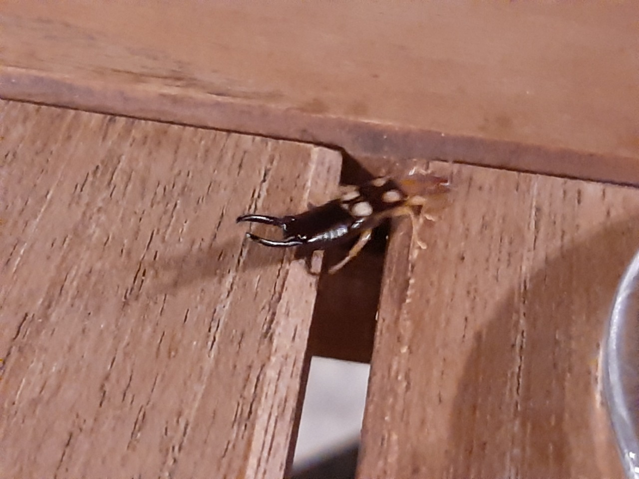 Forficula smyrnensis