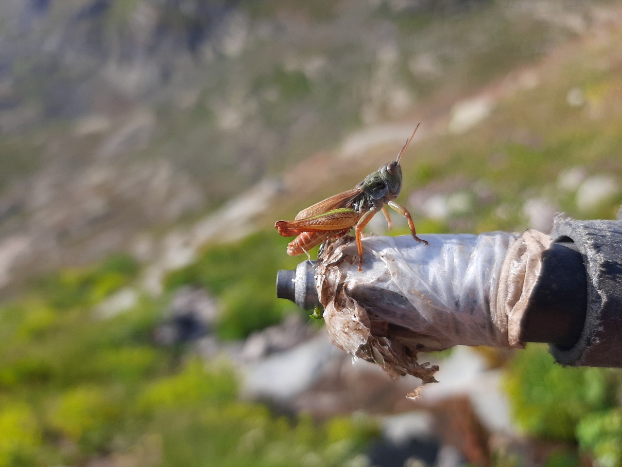 Gomphocerus hemipterus