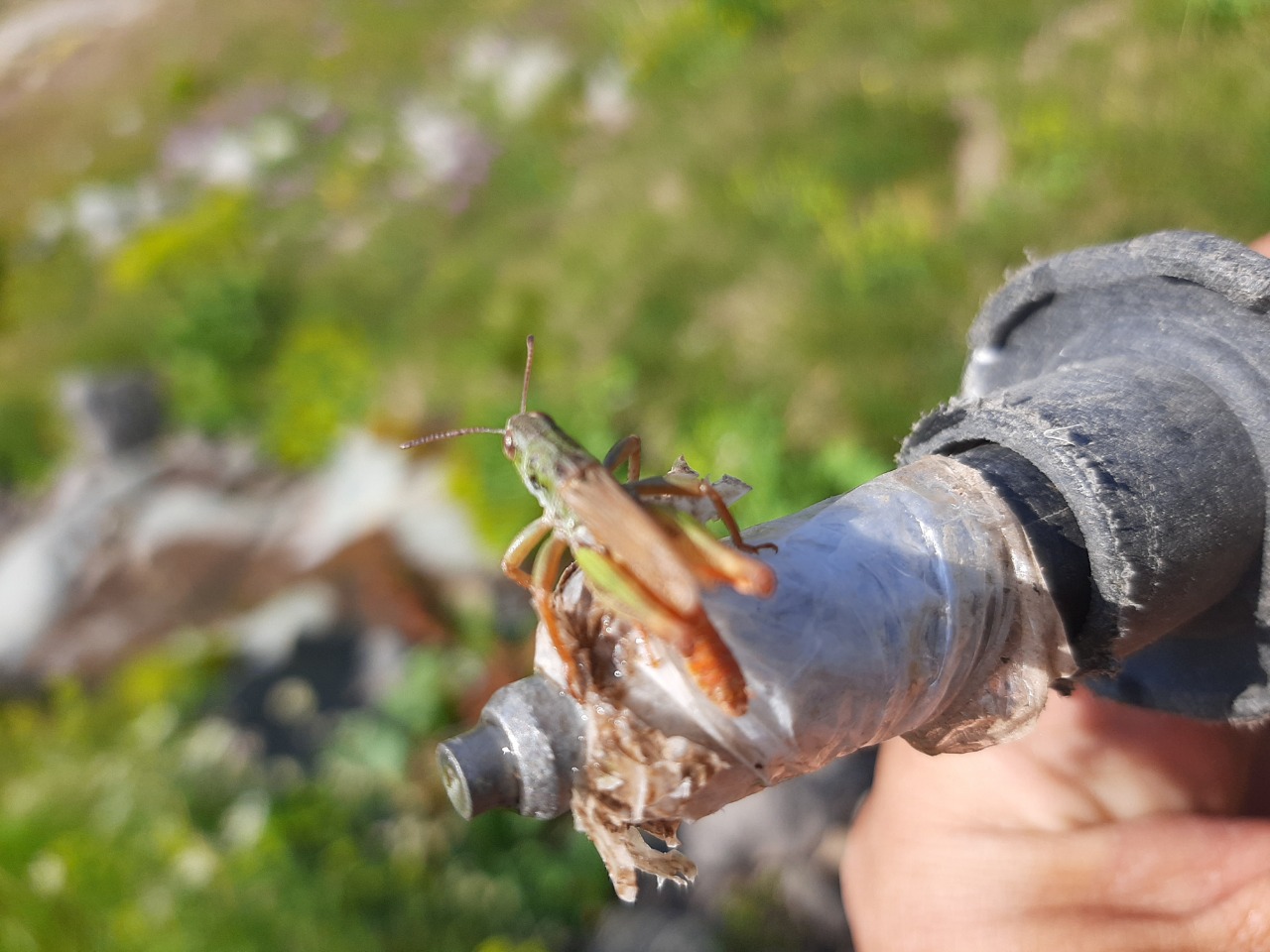 Gomphocerus hemipterus