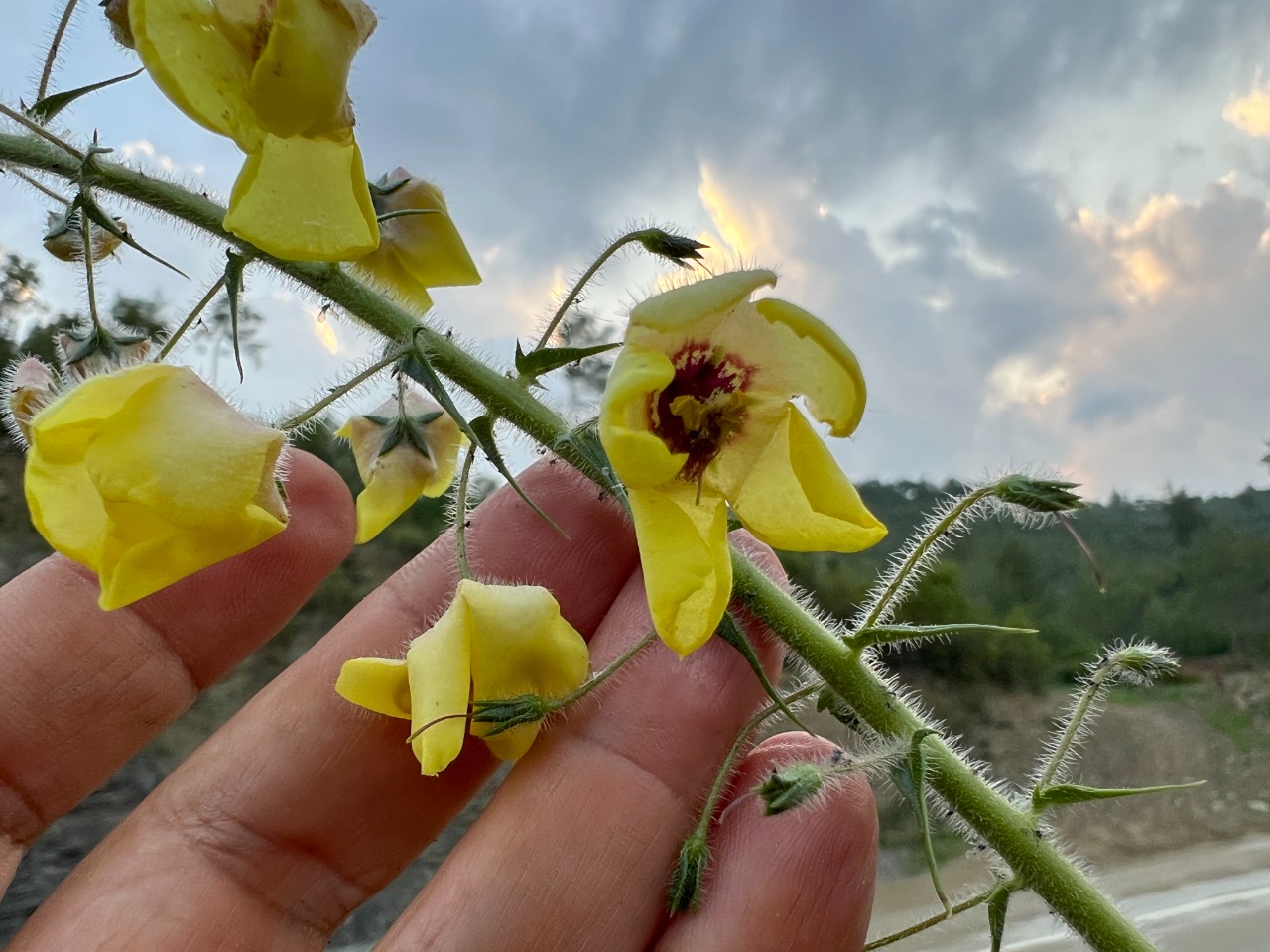 Verbascum linearilobum