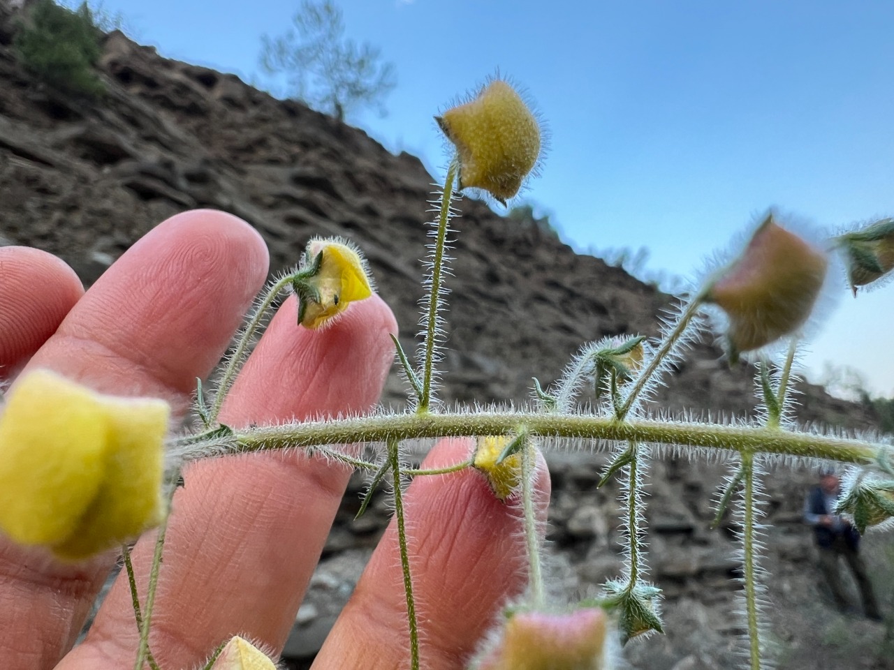 Verbascum linearilobum