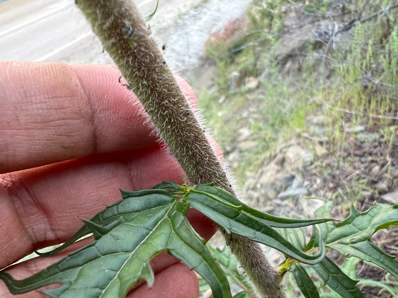 Verbascum linearilobum