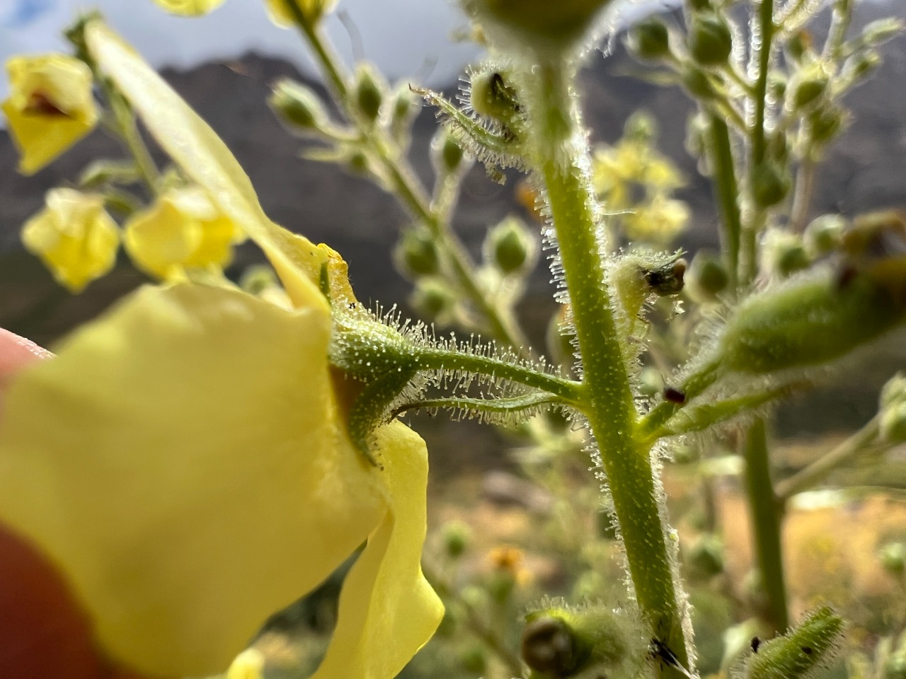 Verbascum macrocarpum