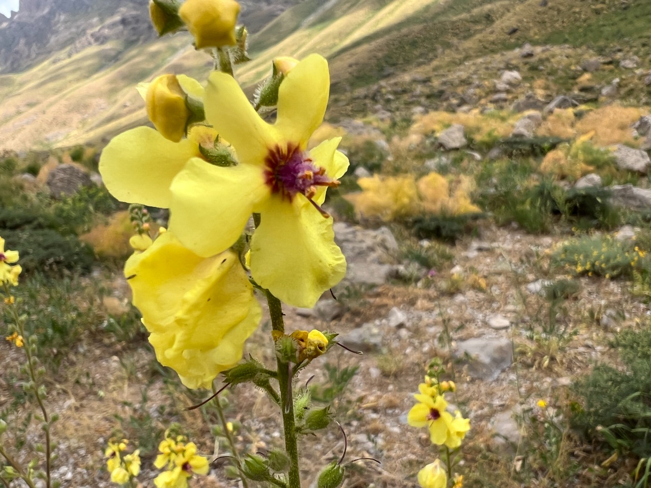 Verbascum macrocarpum