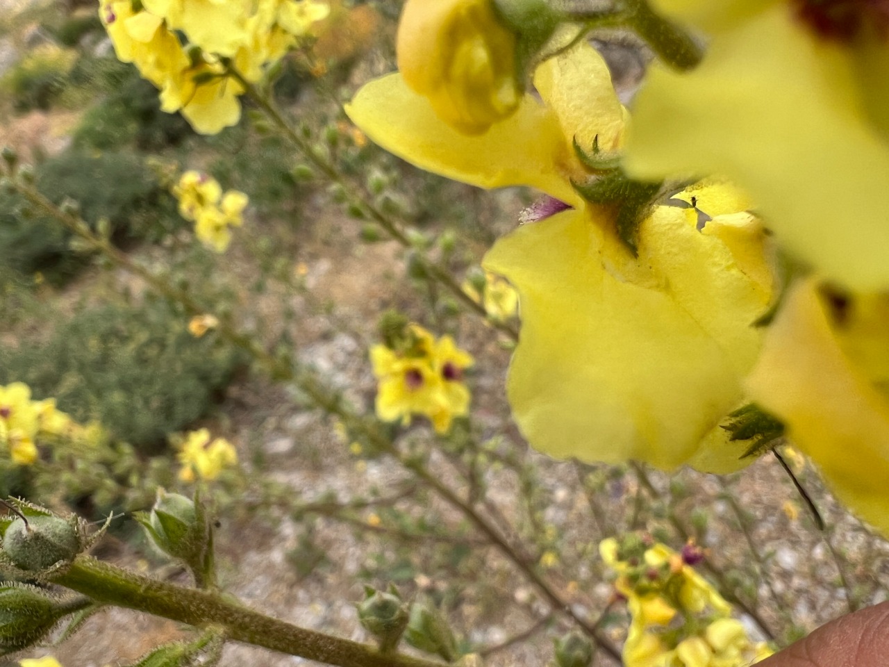 Verbascum macrocarpum