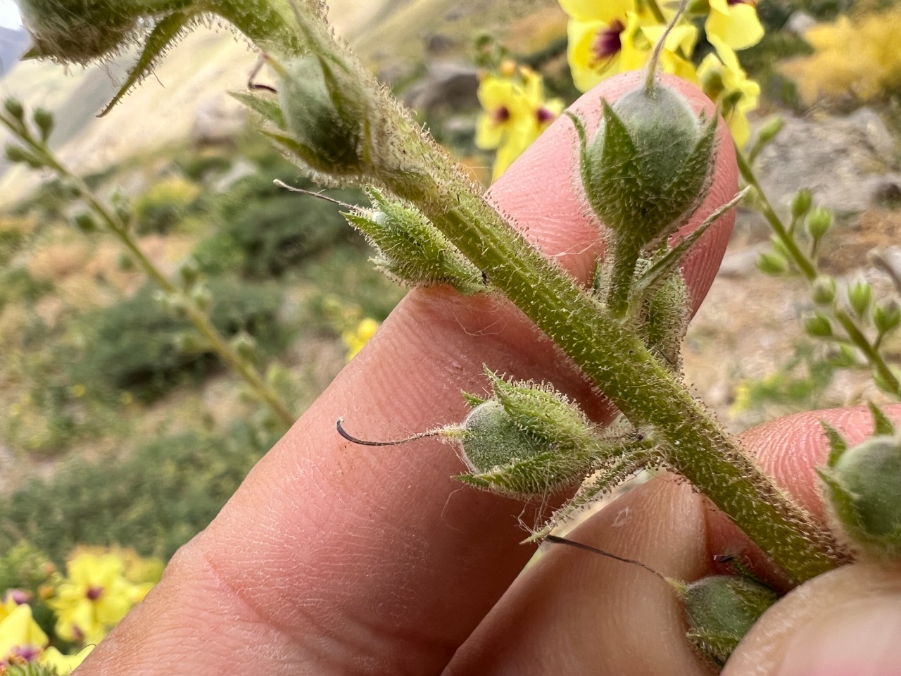 Verbascum macrocarpum