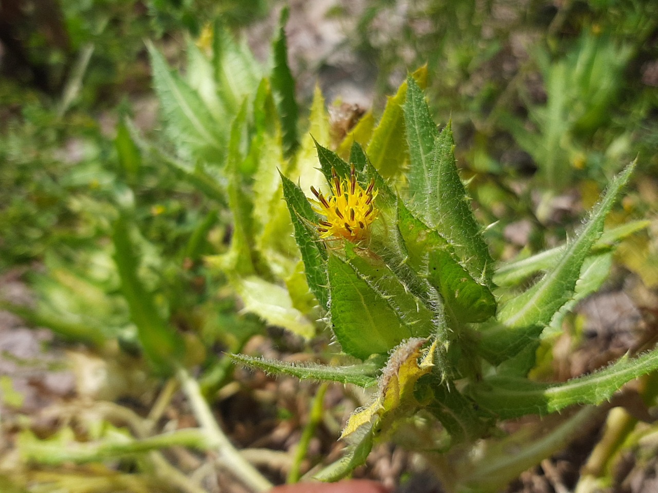 Centaurea benedicta