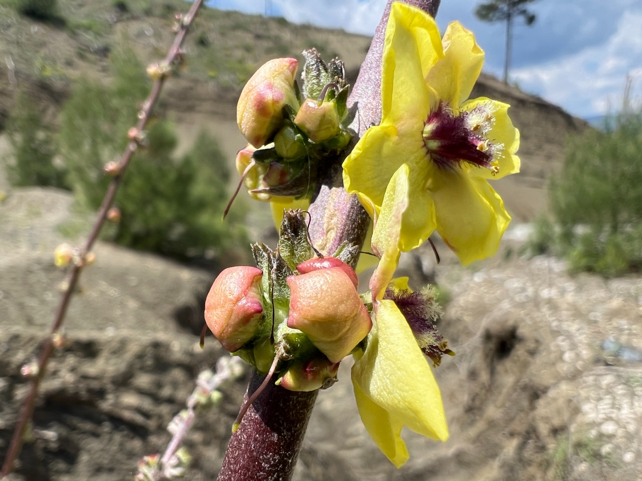 Verbascum nudiusculum