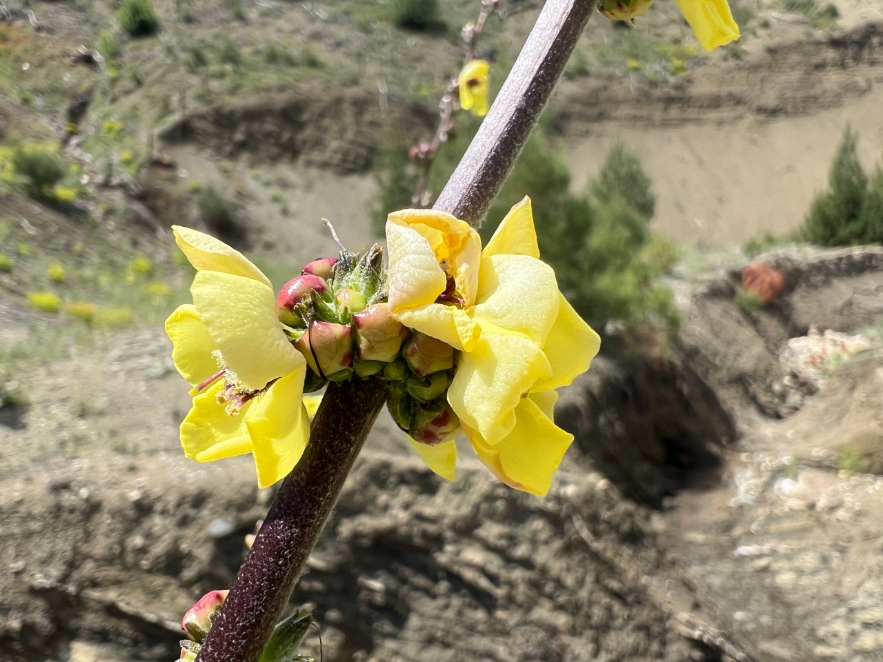 Verbascum nudiusculum