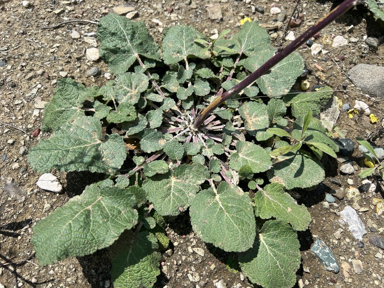 Verbascum nudiusculum