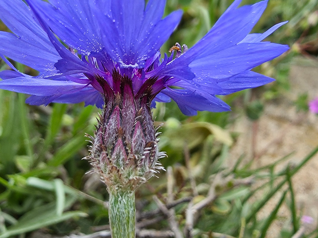 Centaurea cyanus