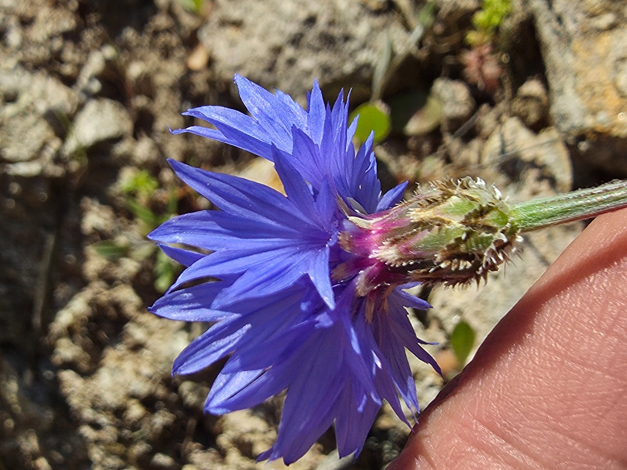 Centaurea cyanus